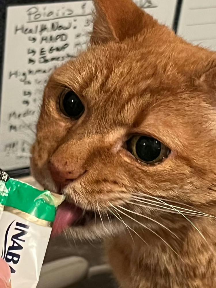 Enlarge Woody, a Adoptable American Shorthair in Westwood, NJ image 1/3