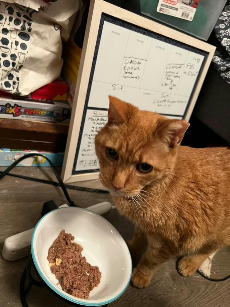 Enlarge Woody, a Adoptable American Shorthair in Westwood, NJ image 2/3