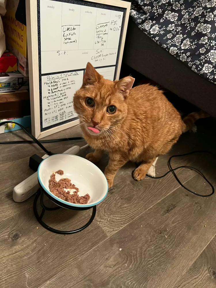 Enlarge Woody, a Adoptable American Shorthair in Westwood, NJ image 3/3