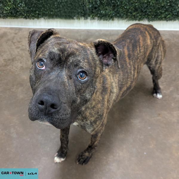 Enlarge Carlos, a Adoptable mixed breed in Lexington, KY image 1/1