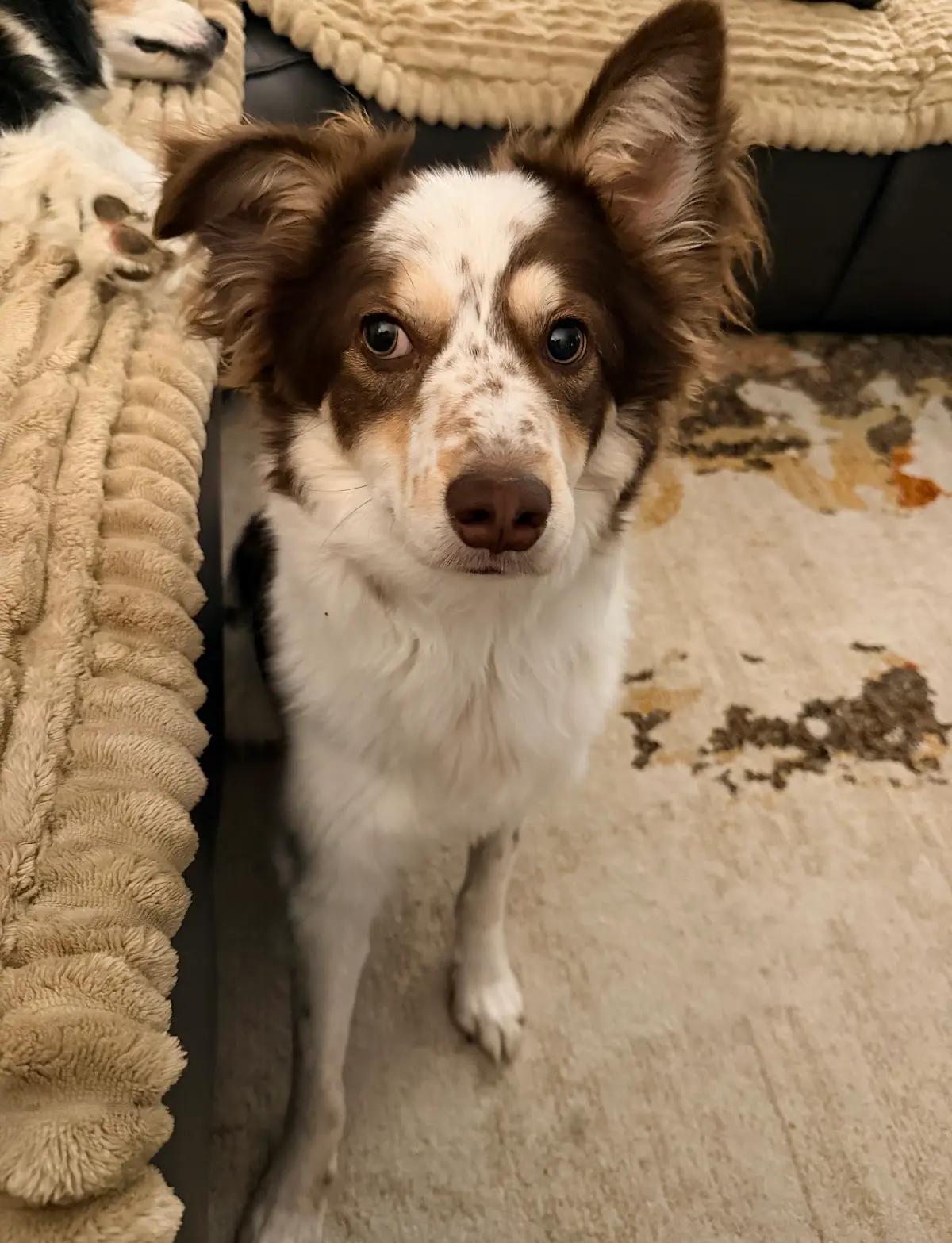 Joey — thumbnail 3