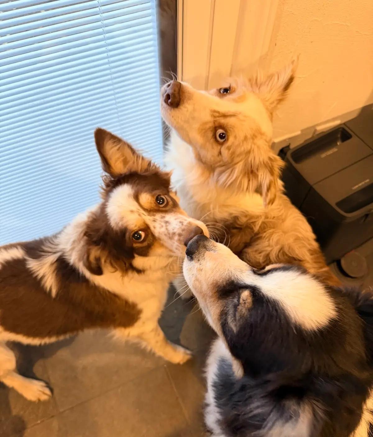 Joey — thumbnail 4