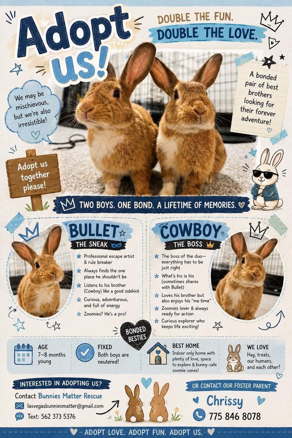 Enlarge Bullet & Cowboy, a Adoptable Bunny Rabbit in LAS VEGAS, NV image 1/1