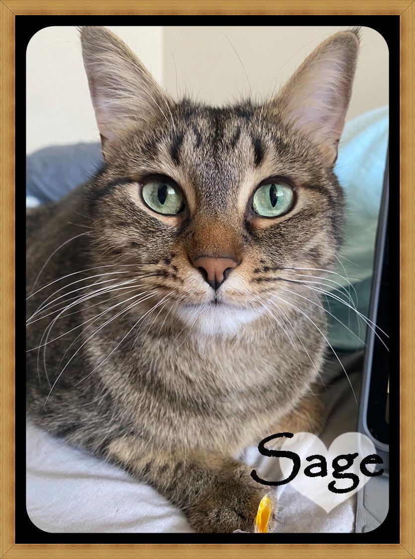 SAGE, Adopted, Adult Female Domestic Short Hair.