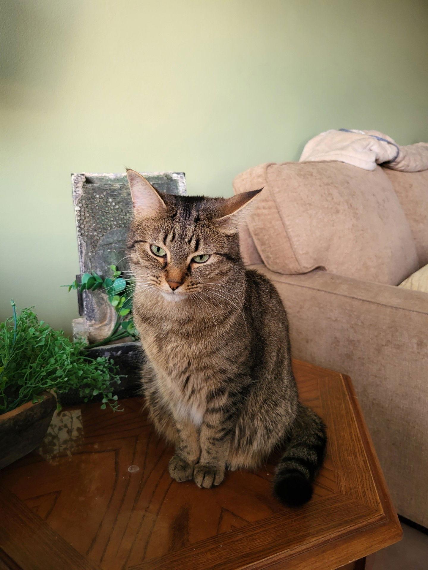 Enlarge SAGE, a Adopted Domestic Short Hair in London, ON image 2/3