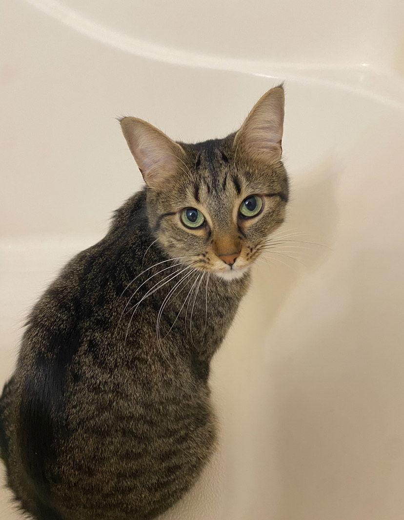 Enlarge SAGE, a Adopted Domestic Short Hair in London, ON image 3/3