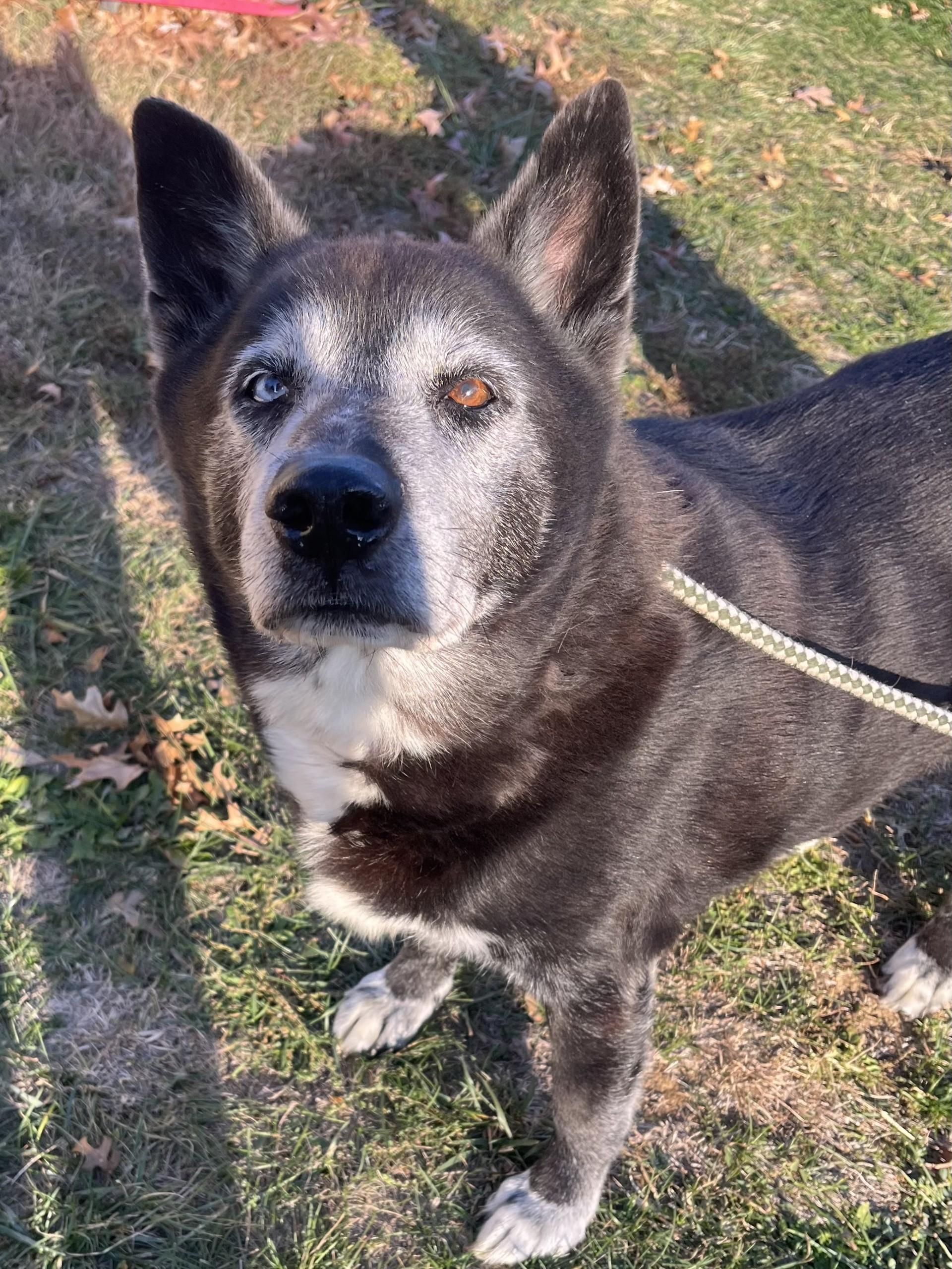 Onyx, Adoptable, Senior Male Shepherd & Husky.