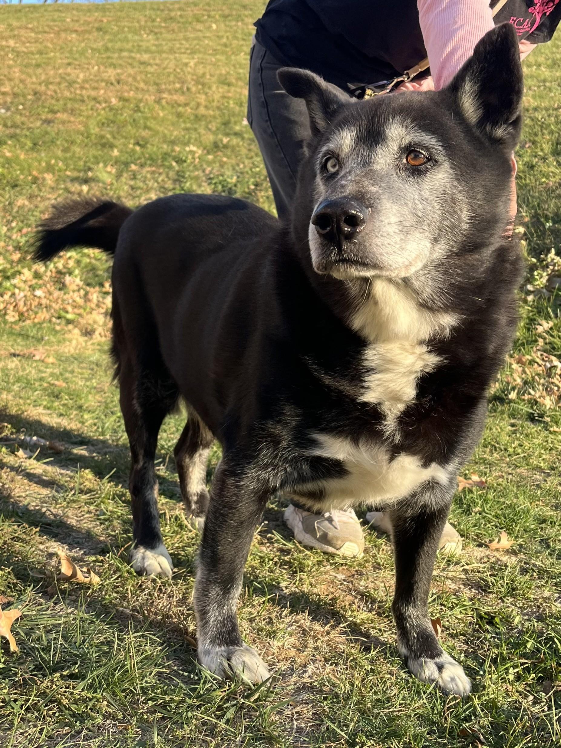 Enlarge Onyx, a Adoptable mixed breed in Winchester, VA image 3/4