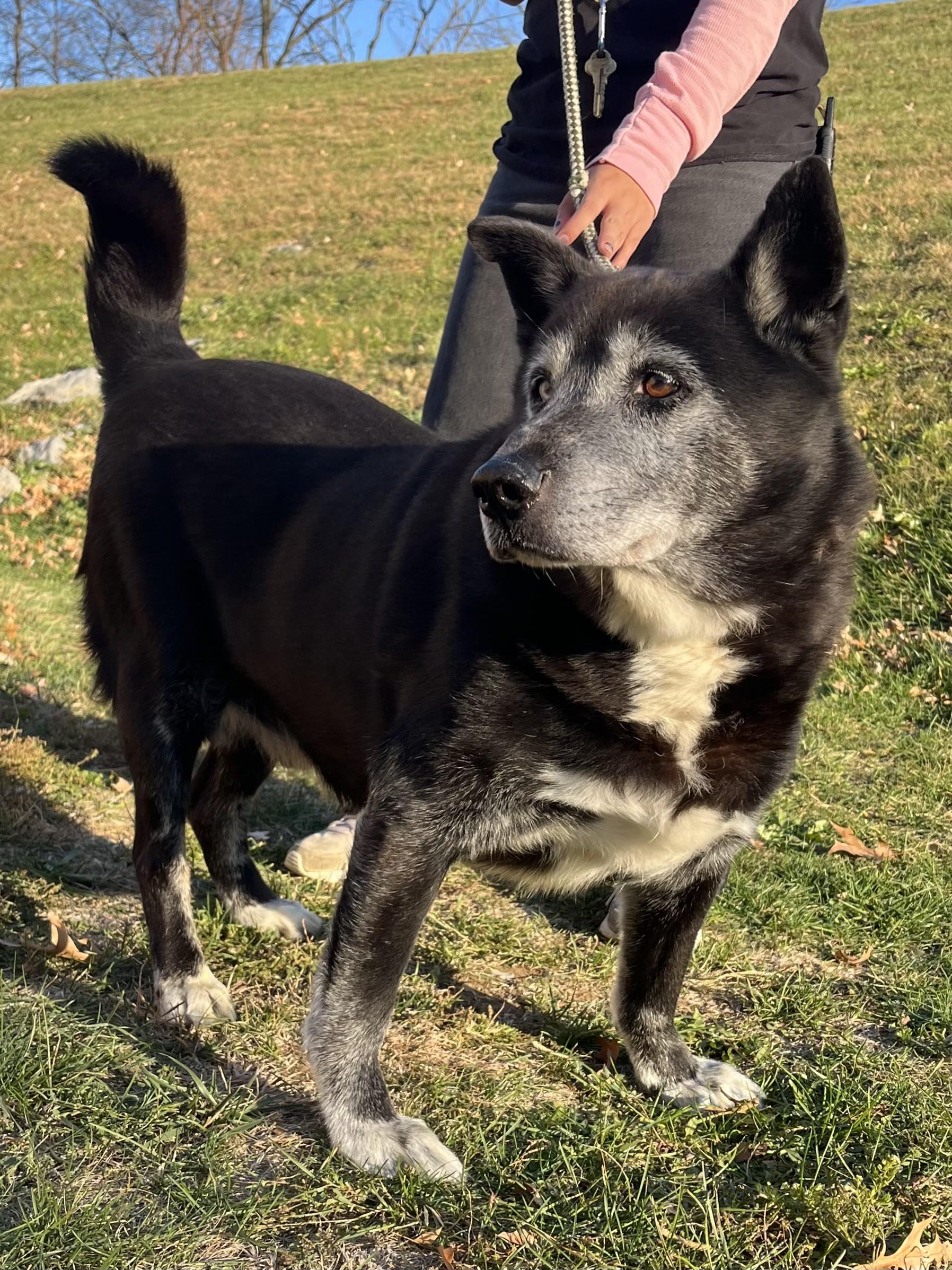 Enlarge Onyx, a Adoptable mixed breed in Winchester, VA image 4/4