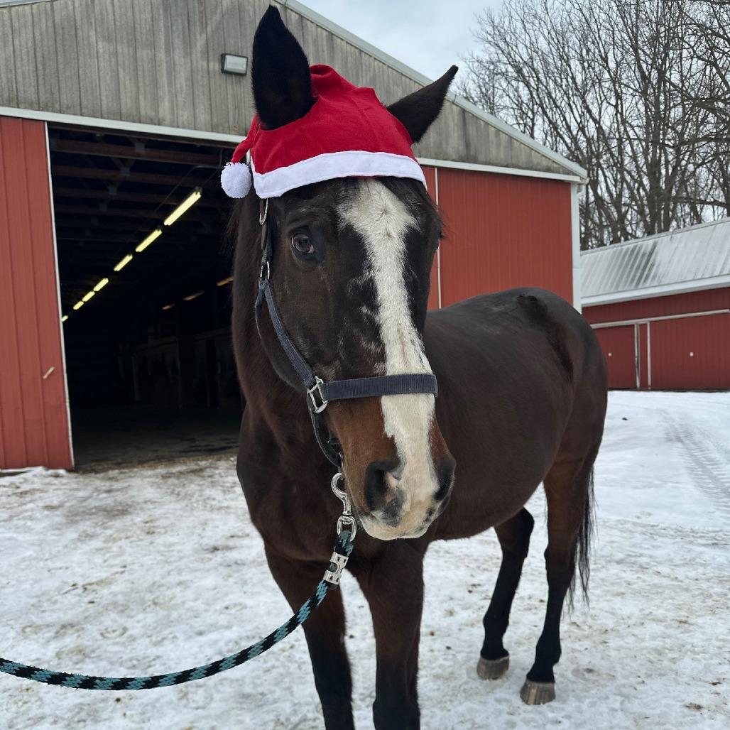 Cypress, Adoptable, Senior Male Quarterhorse.