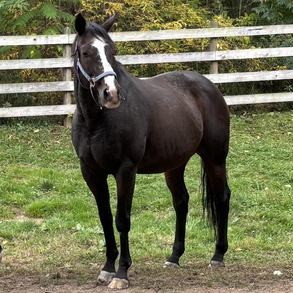 Enlarge Cypress, a Adoptable Quarterhorse in Fairport, NY image 2/6