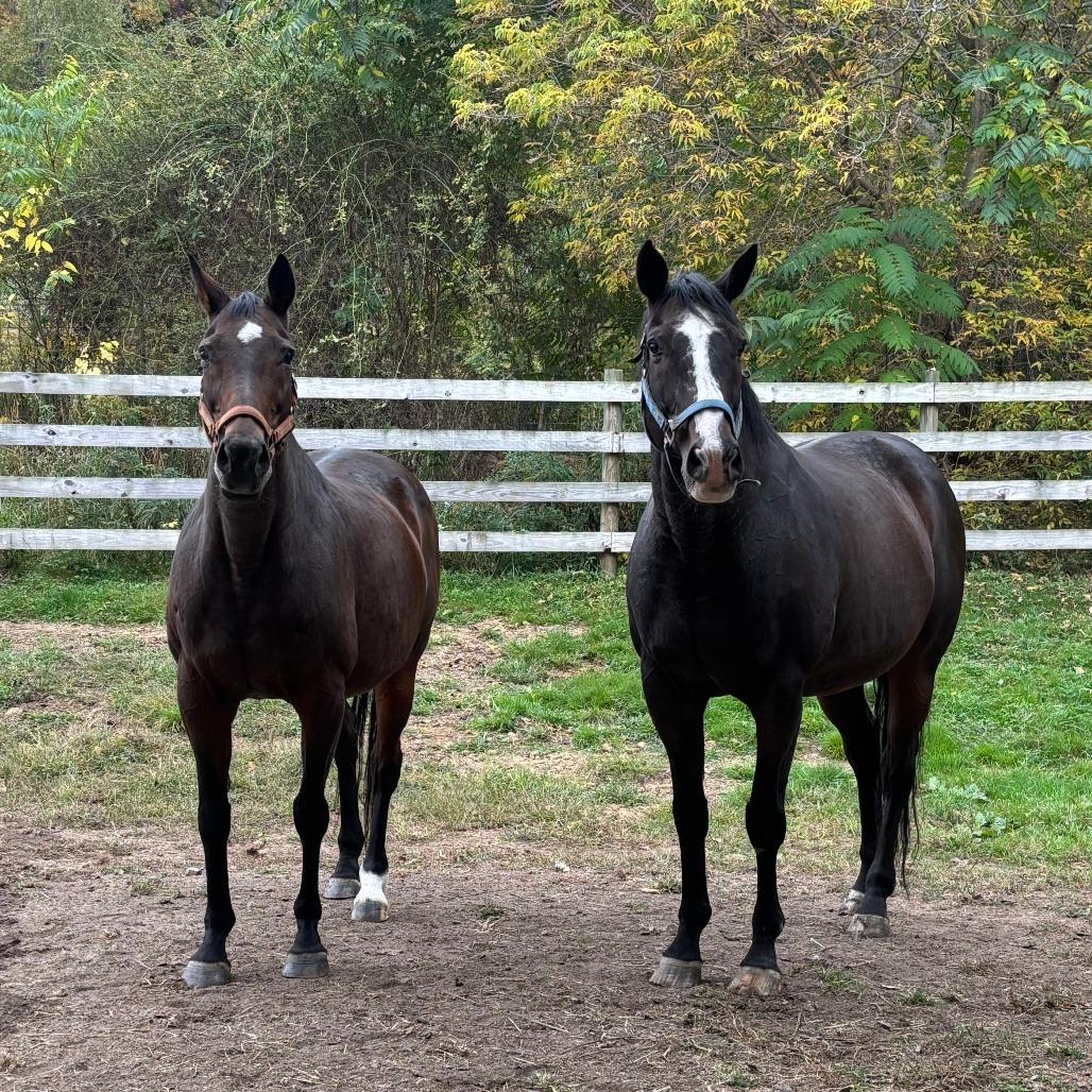 Enlarge Cypress, a Adoptable Quarterhorse in Fairport, NY image 3/6