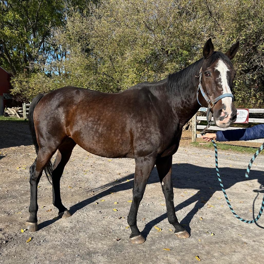 Enlarge Cypress, a Adoptable Quarterhorse in Fairport, NY image 4/6