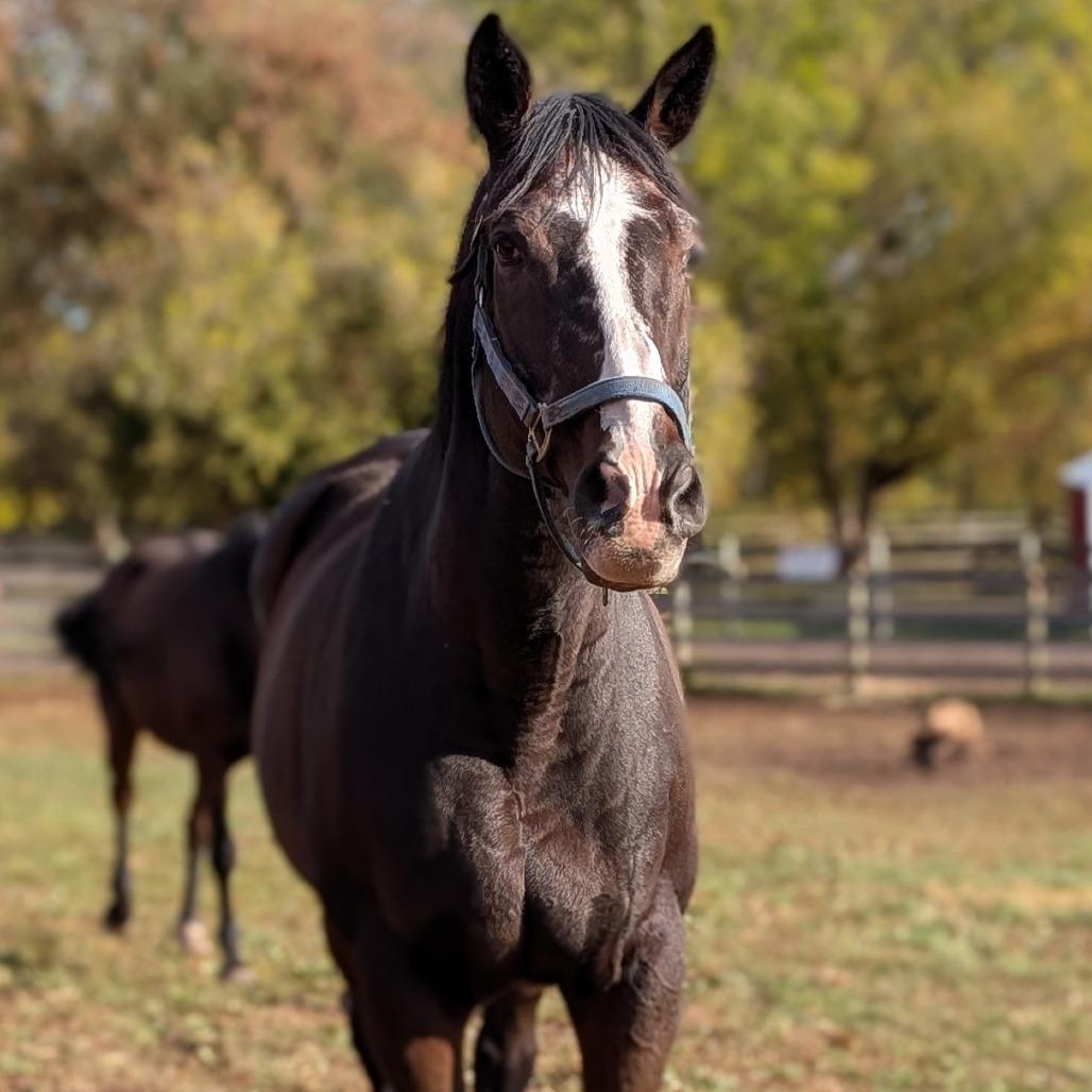 Enlarge Cypress, a Adoptable Quarterhorse in Fairport, NY image 5/6
