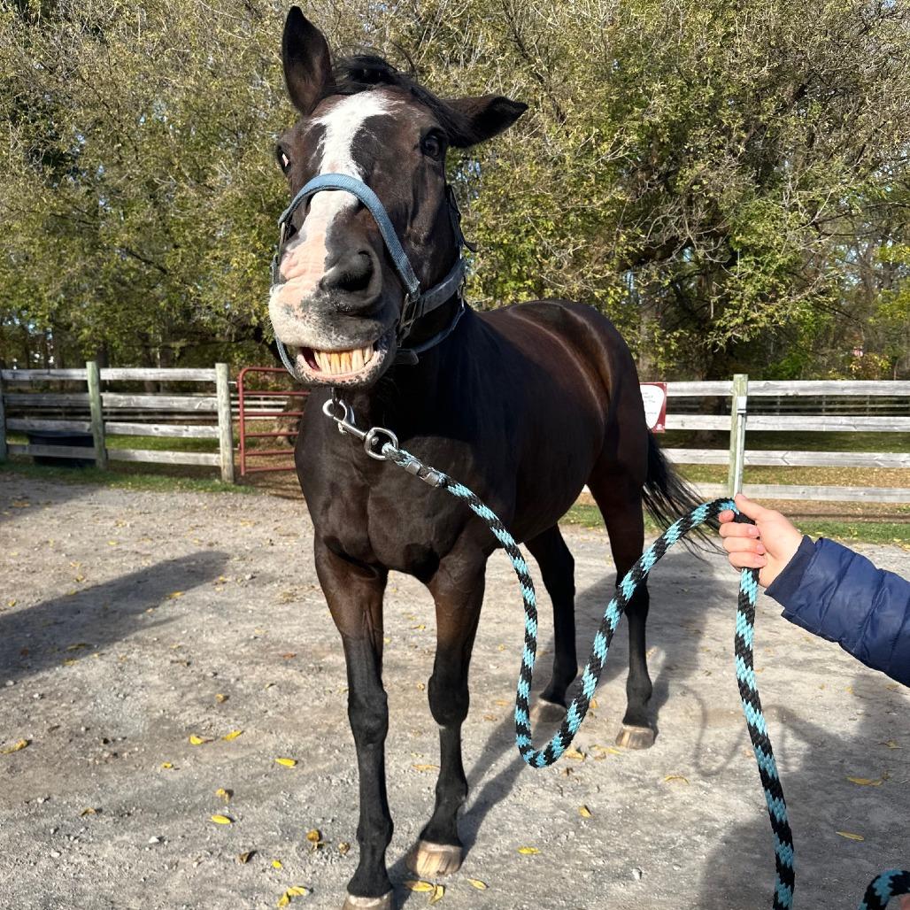 Enlarge Cypress, a Adoptable Quarterhorse in Fairport, NY image 6/6