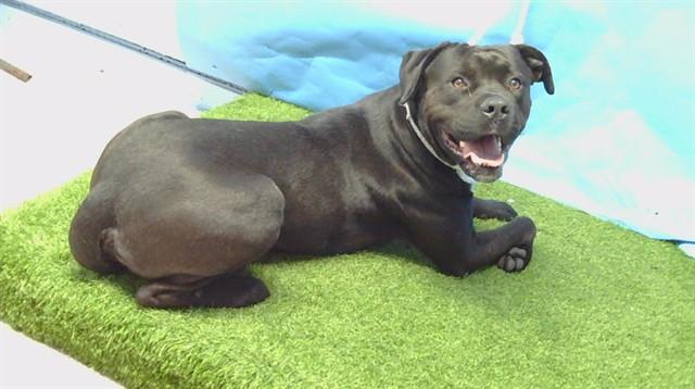 AUSTIN, Adoptable, Adult Male Pit Bull Terrier & Mixed Breed.