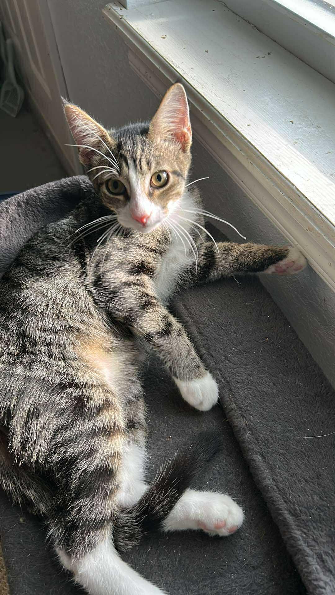 Enlarge Willow Boots, a Adopted Domestic Short Hair in Noble, OK image 2/3