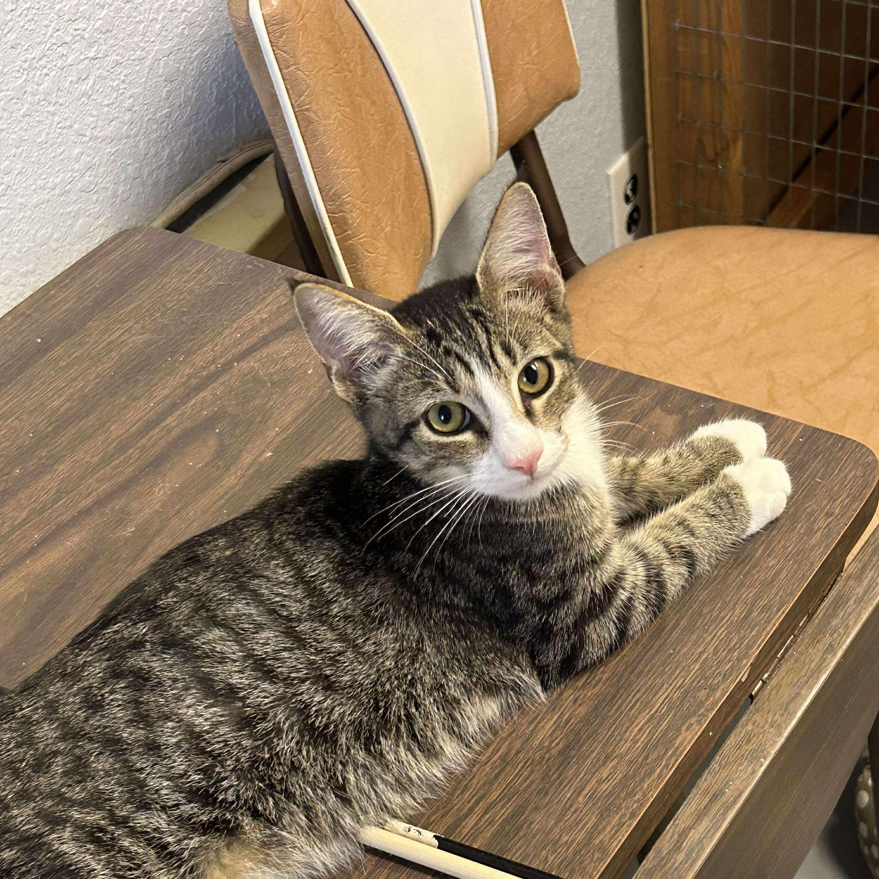 Enlarge Willow Boots, a Adopted Domestic Short Hair in Noble, OK image 3/3