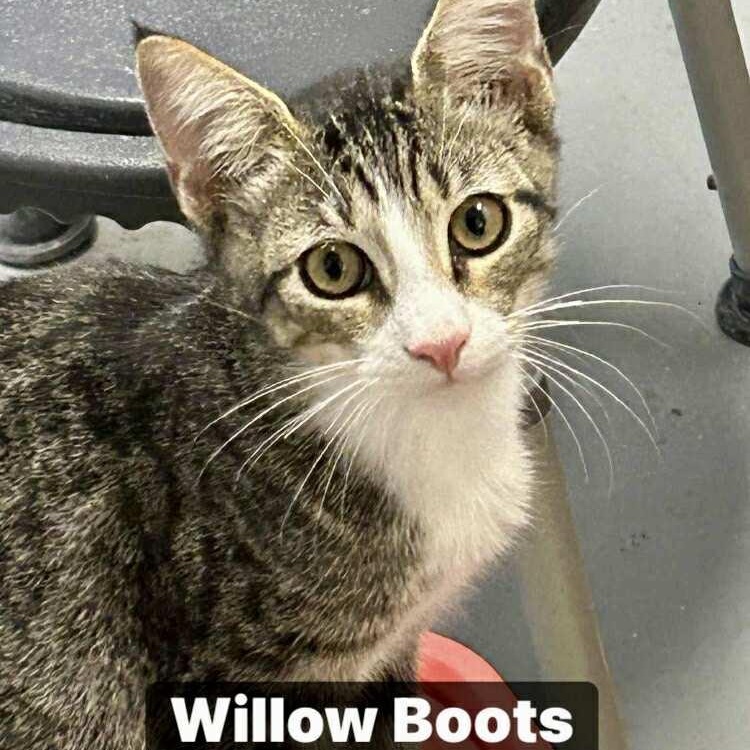 Enlarge Willow Boots, a Adopted Domestic Short Hair in Noble, OK image 1/3