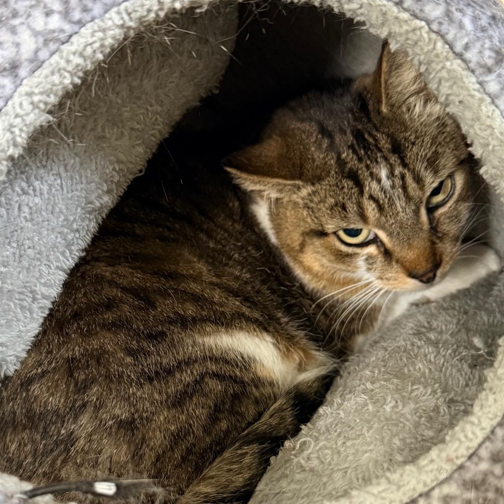 JR, Adoptable, Adult Male Domestic Short Hair.