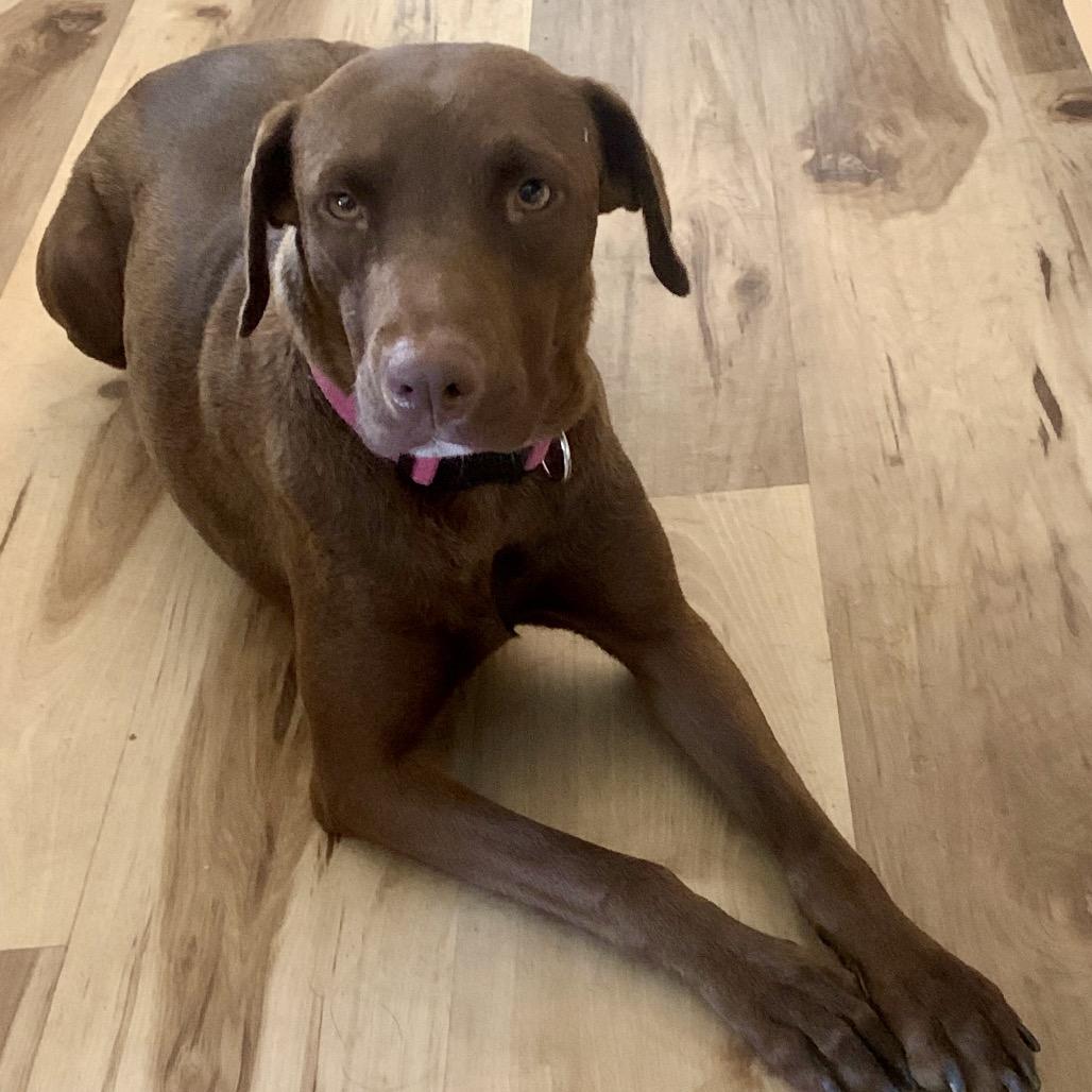 Canela, Adoptable, Adult Female Weimaraner.