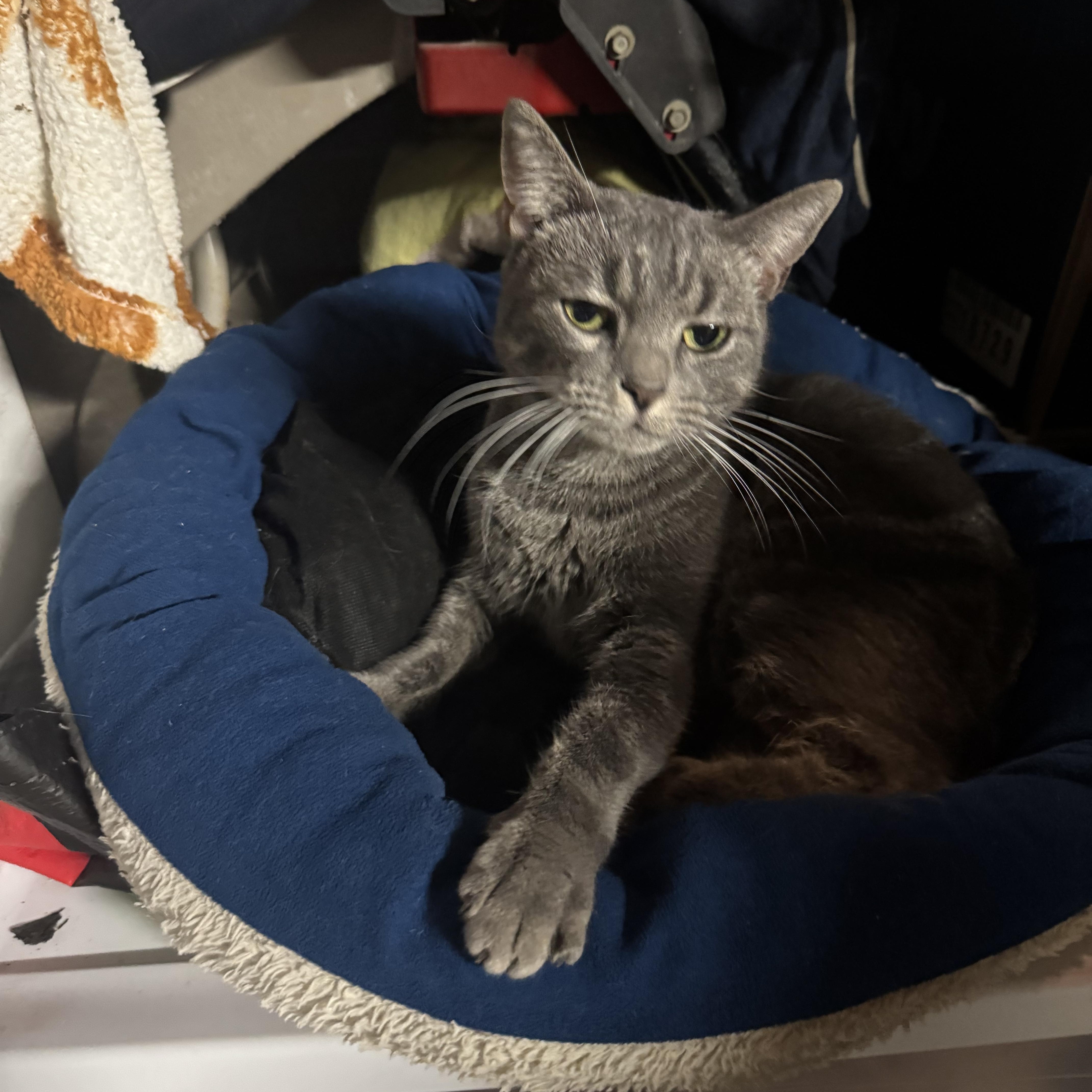 Enlarge Lena, a Adoptable American Shorthair in East Orange, NJ image 2/4