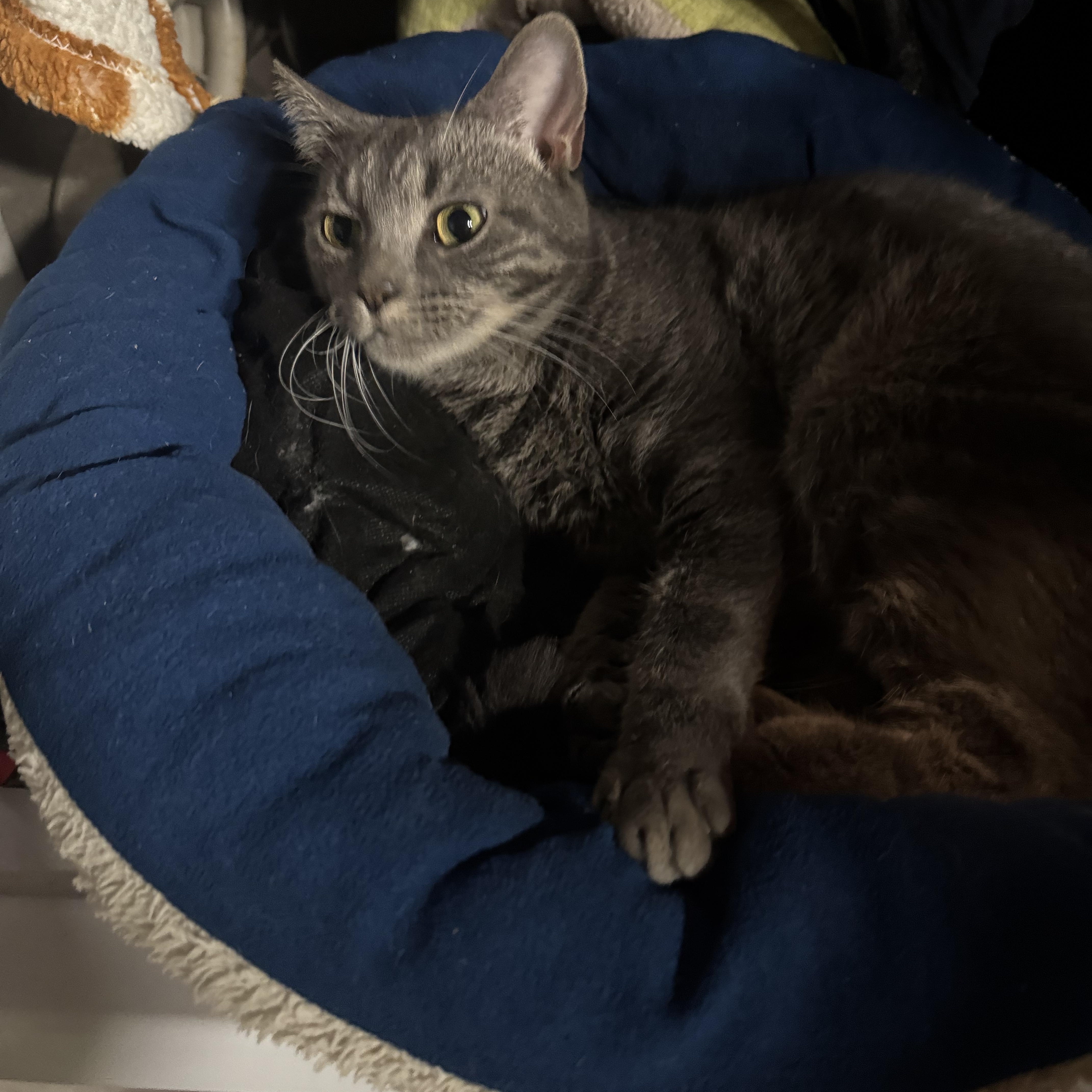 Enlarge Lena, a Adoptable American Shorthair in East Orange, NJ image 3/4