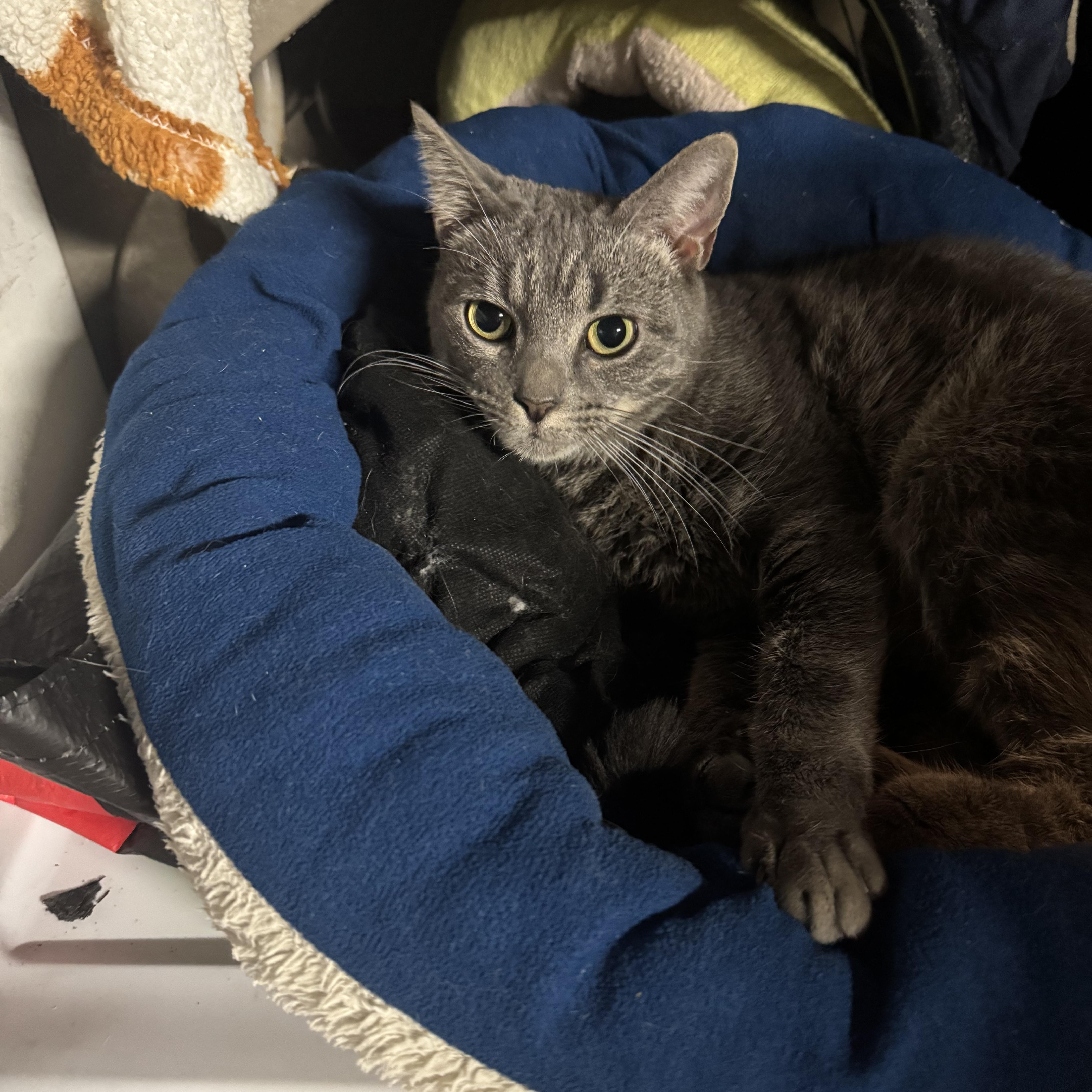 Enlarge Lena, a Adoptable American Shorthair in East Orange, NJ image 1/4