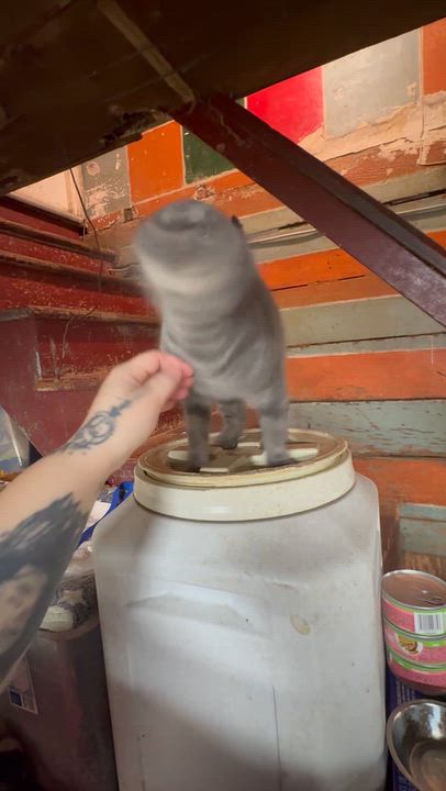 Enlarge Lena, a Adoptable American Shorthair in East Orange, NJ video 4/4