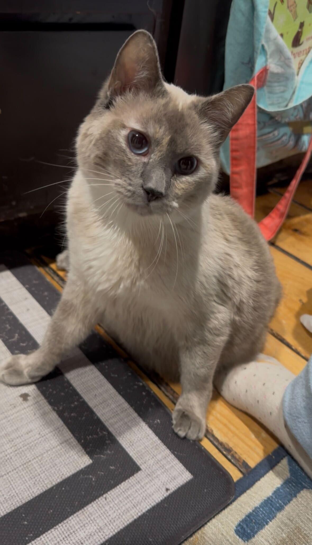 Ditzy, Adoptable, Adult Female Domestic Short Hair & Tabby.