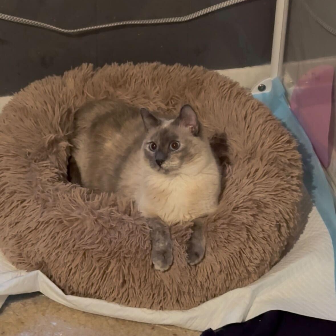 Enlarge Ditzy, a Adoptable mixed breed in Midvale, UT image 3/6