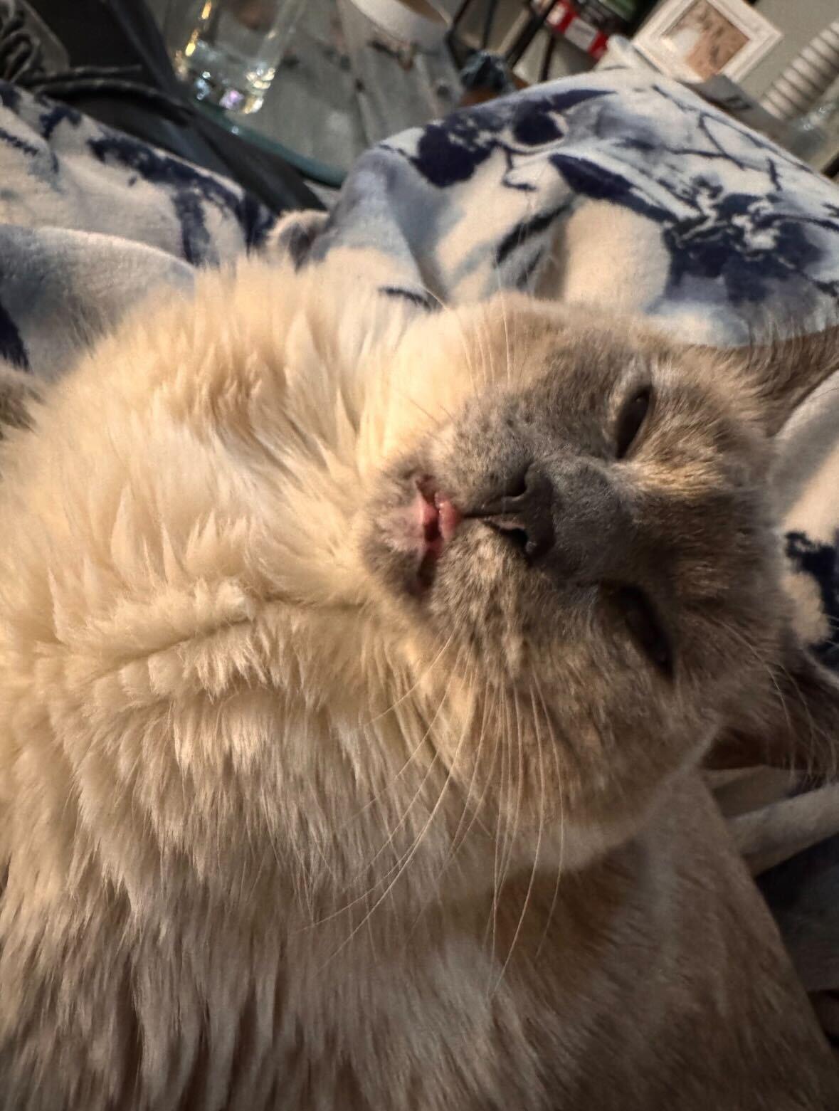 Enlarge Ditzy, a Adoptable mixed breed in Midvale, UT image 4/6