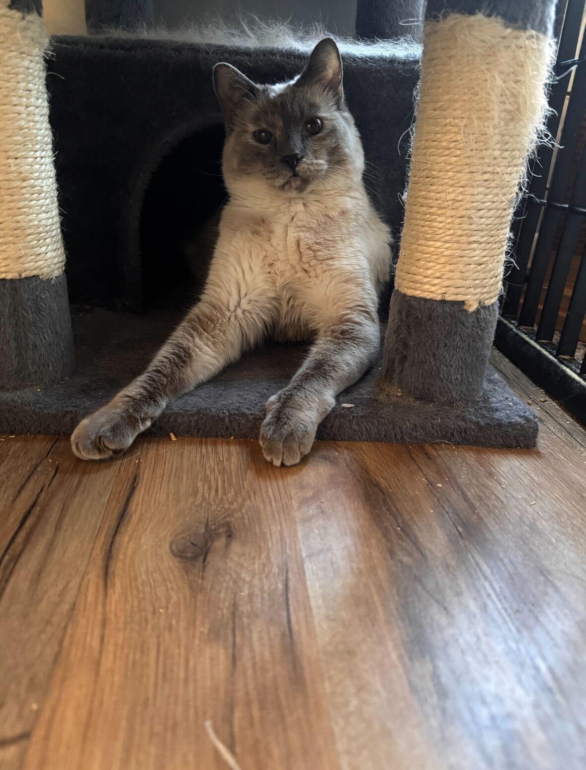 Enlarge Ditzy, a Adoptable mixed breed in Midvale, UT image 5/6