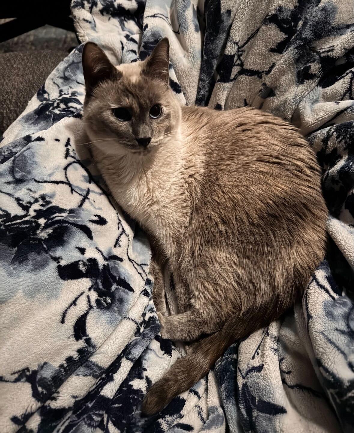 Enlarge Ditzy, a Adoptable mixed breed in Midvale, UT image 6/6