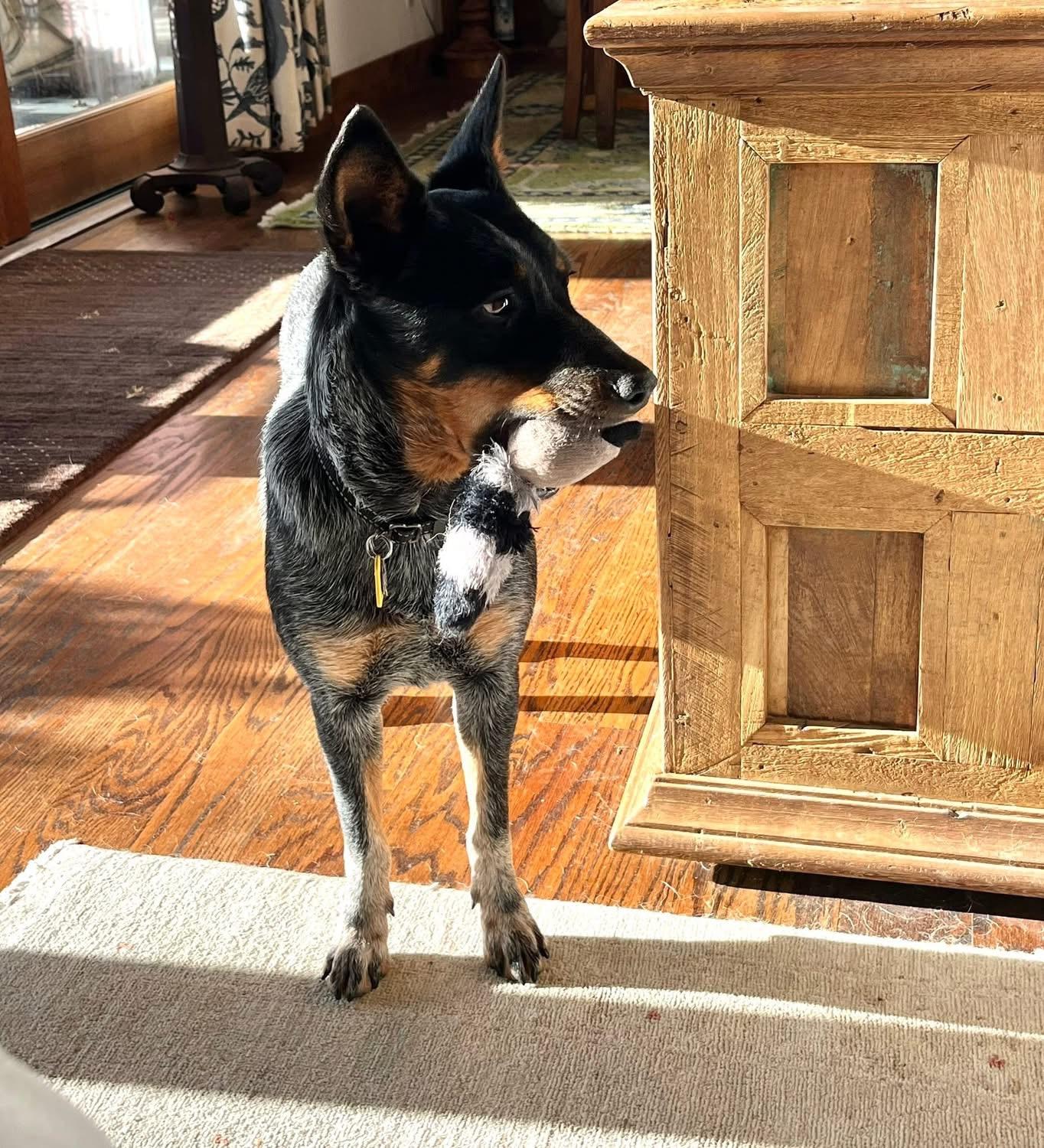 Enlarge Nelly , a ADOPTABLE Australian Cattle Dog / Blue Heeler in Kerrville, TX image 4/5