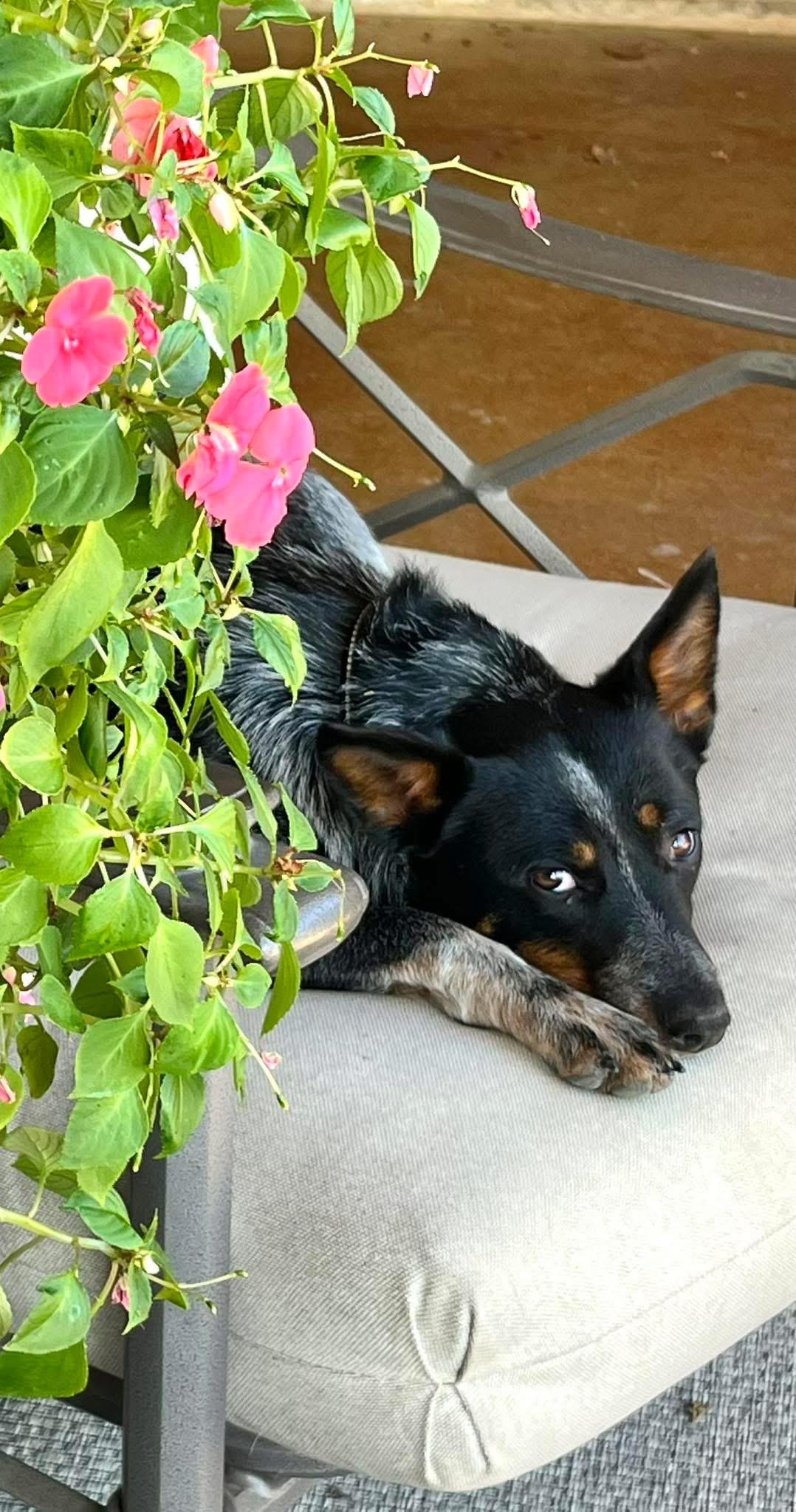 Nelly , ADOPTABLE, Young Female Australian Cattle Dog / Blue Heeler.
