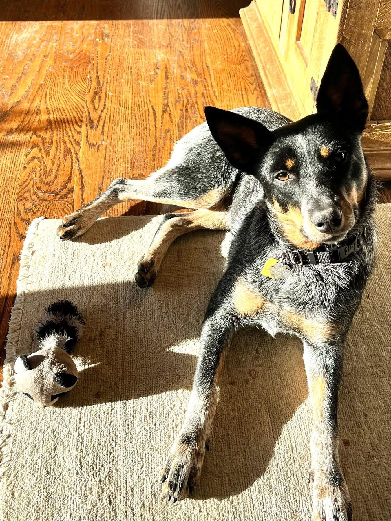 Enlarge Nelly , a ADOPTABLE Australian Cattle Dog / Blue Heeler in Kerrville, TX image 2/5