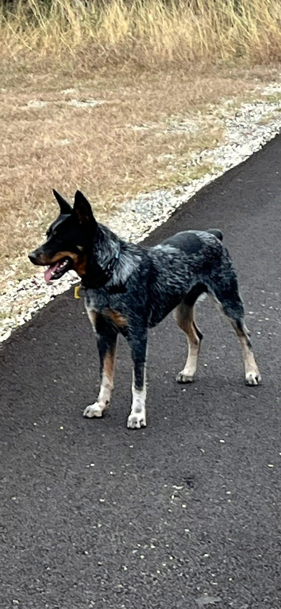 Enlarge Nelly , a ADOPTABLE Australian Cattle Dog / Blue Heeler in Kerrville, TX image 3/5