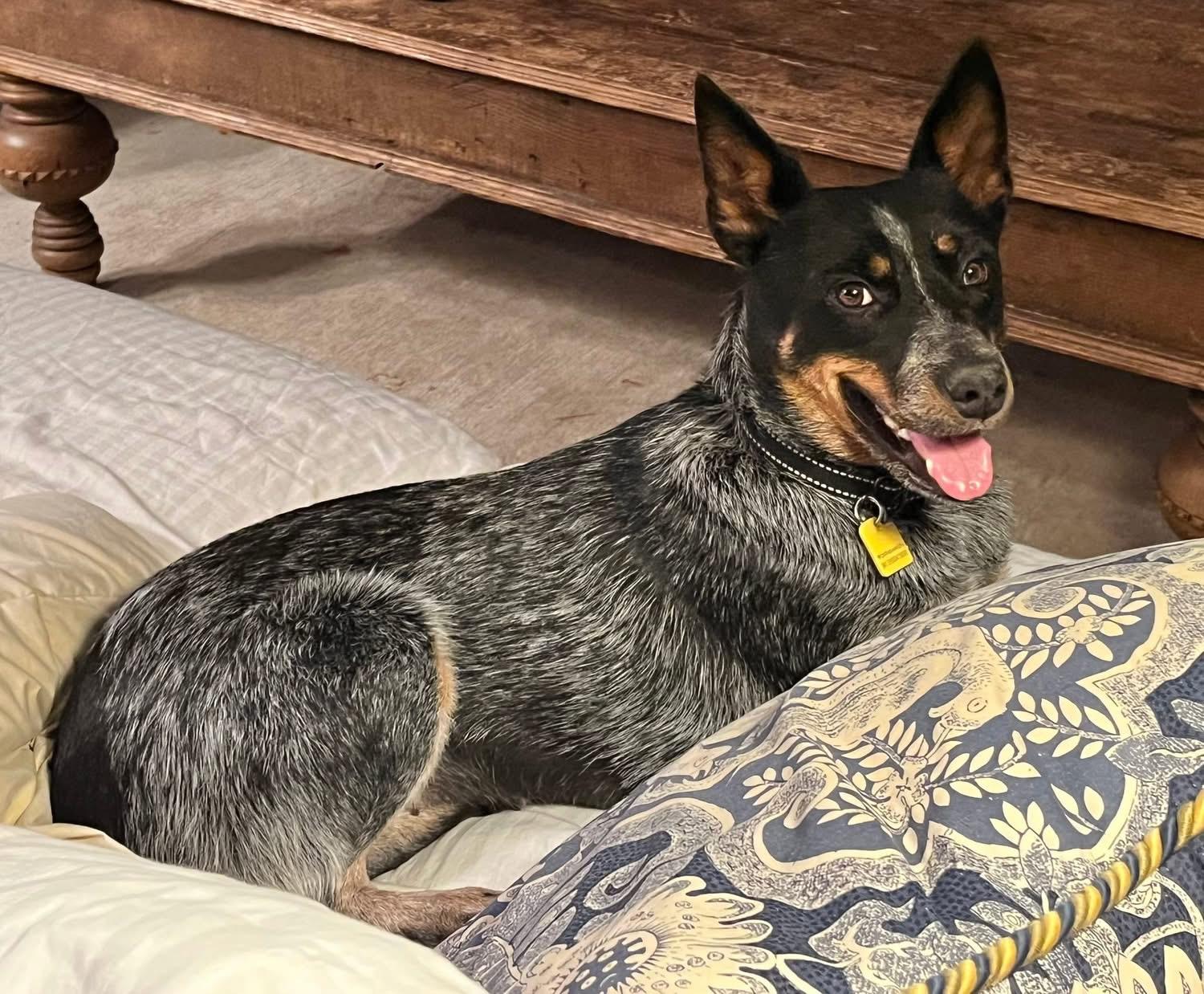 Enlarge Nelly , a ADOPTABLE Australian Cattle Dog / Blue Heeler in Kerrville, TX image 5/5