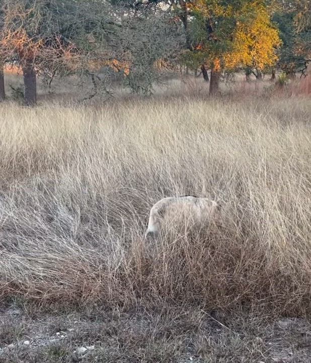 Enlarge Nelly , an adopted Australian Cattle Dog / Blue Heeler in Kerrville, TX video 2/5