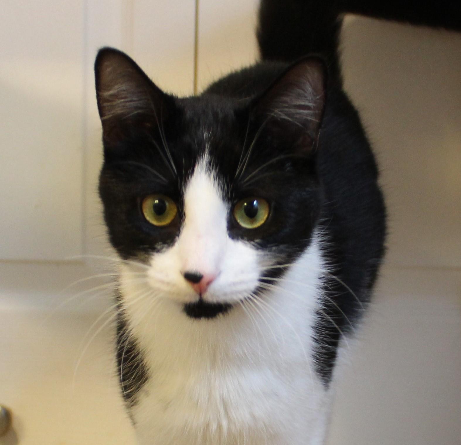 Willy, adopted, Kitten Male Domestic Short Hair.