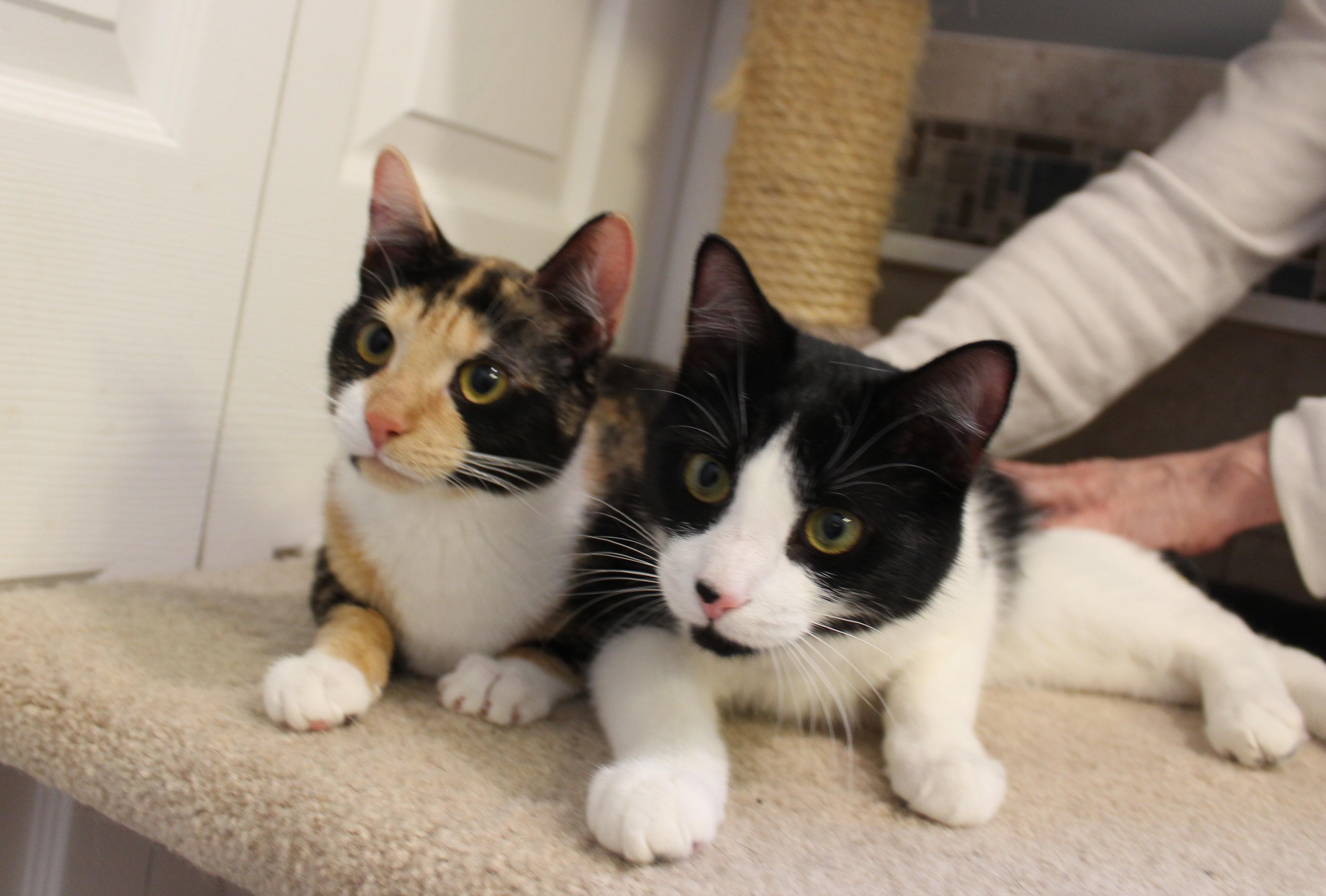 Enlarge Willy, an adopted Domestic Short Hair in Ringwood, NJ image 6/6