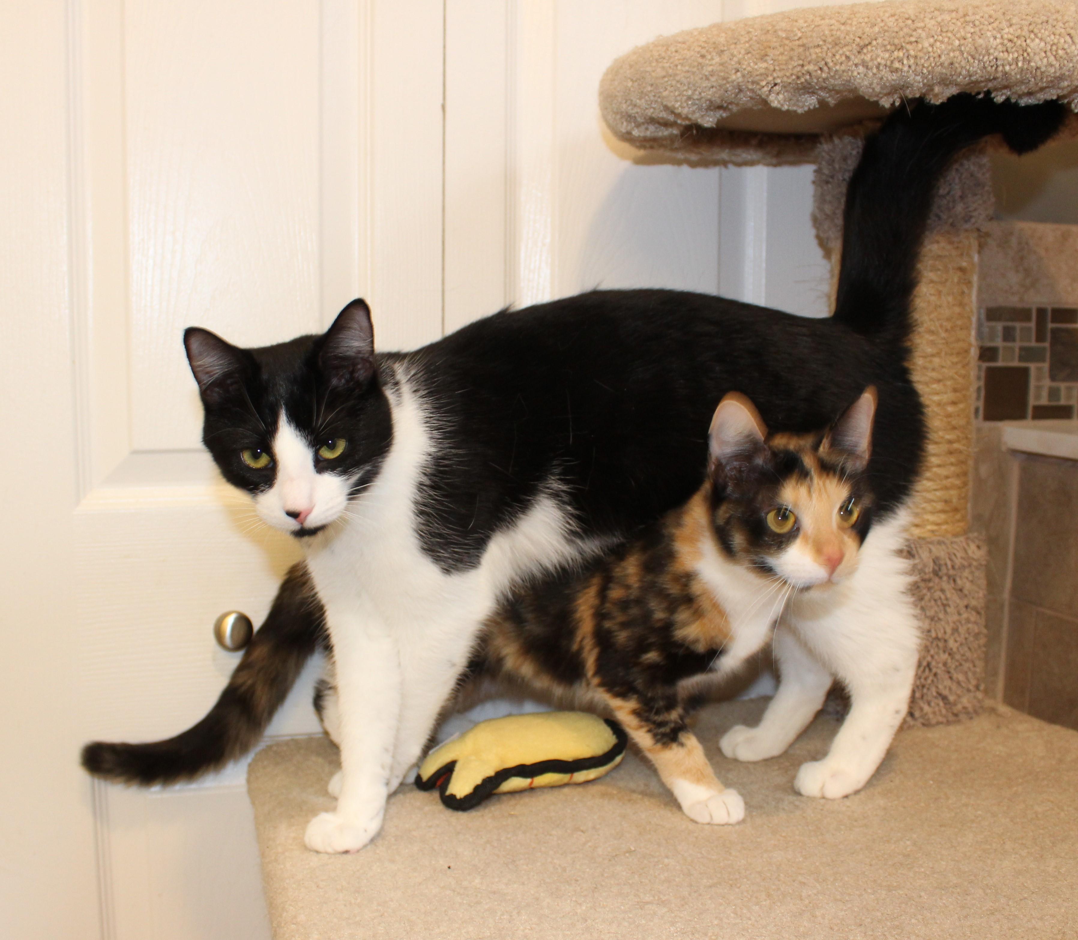 Enlarge Willy, an adopted Domestic Short Hair in Ringwood, NJ image 4/6