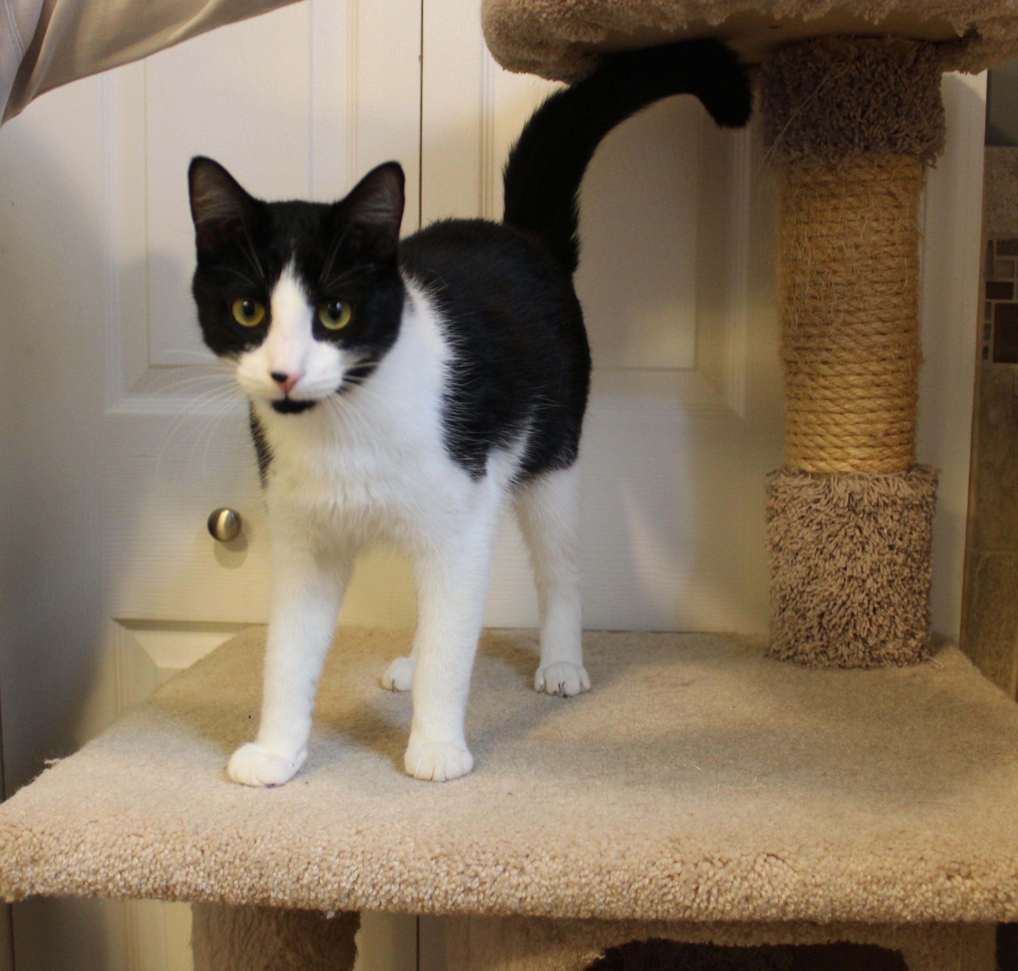 Enlarge Willy, an adopted Domestic Short Hair in Ringwood, NJ image 2/6