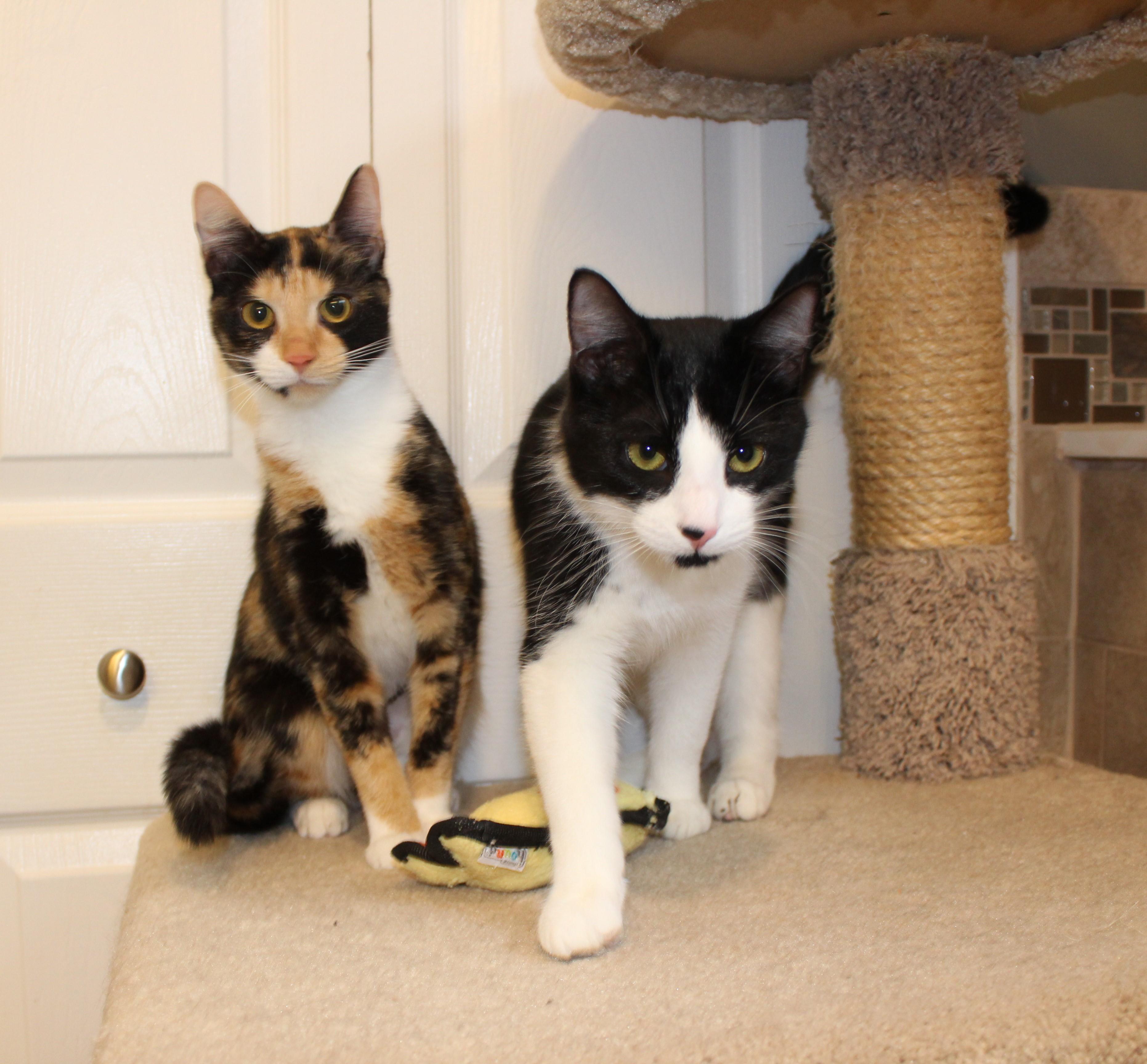 Enlarge Willy, an adopted Domestic Short Hair in Ringwood, NJ image 3/6