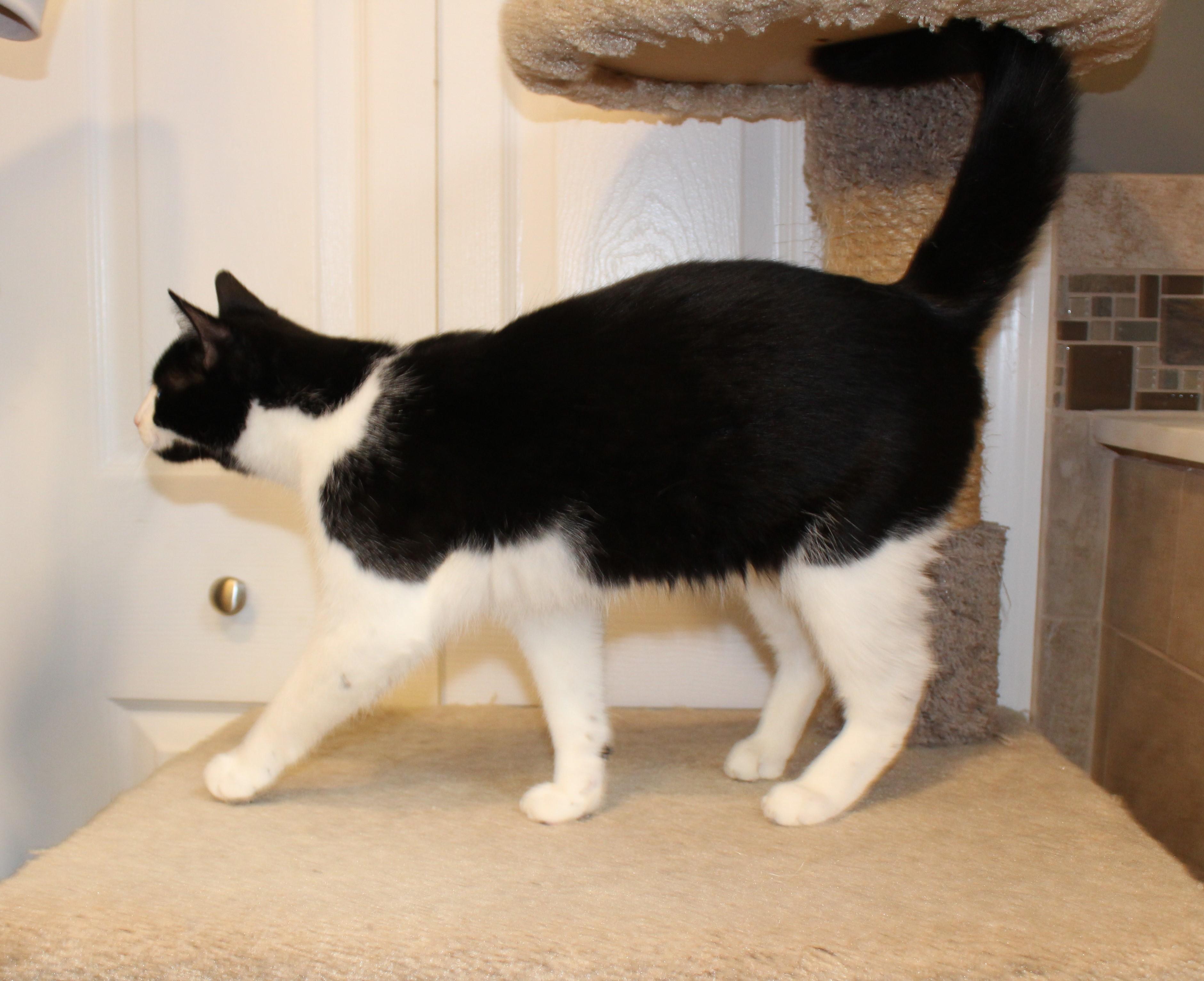 Enlarge Willy, an adopted Domestic Short Hair in Ringwood, NJ image 5/6