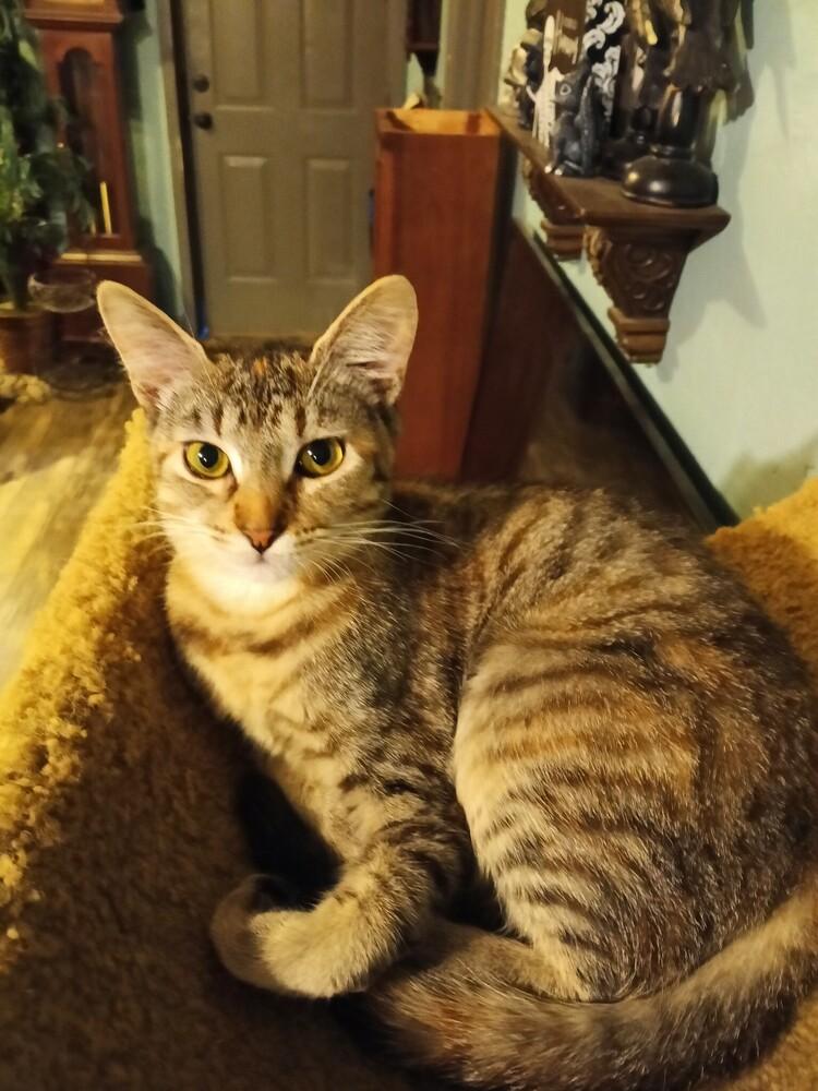 Arya, a Adoptable Domestic Short Hair in Saint Augustine, FL image 3/6