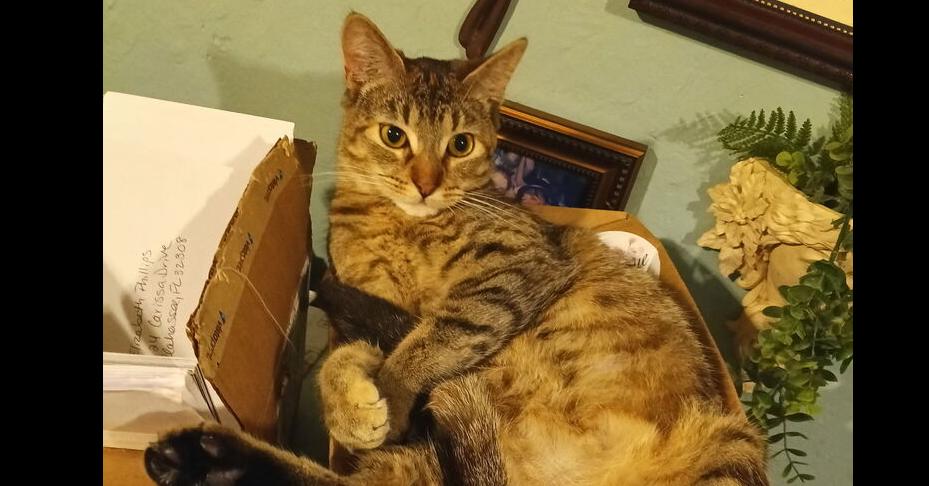 Arya, a Adoptable Domestic Short Hair in Saint Augustine, FL image 4/6