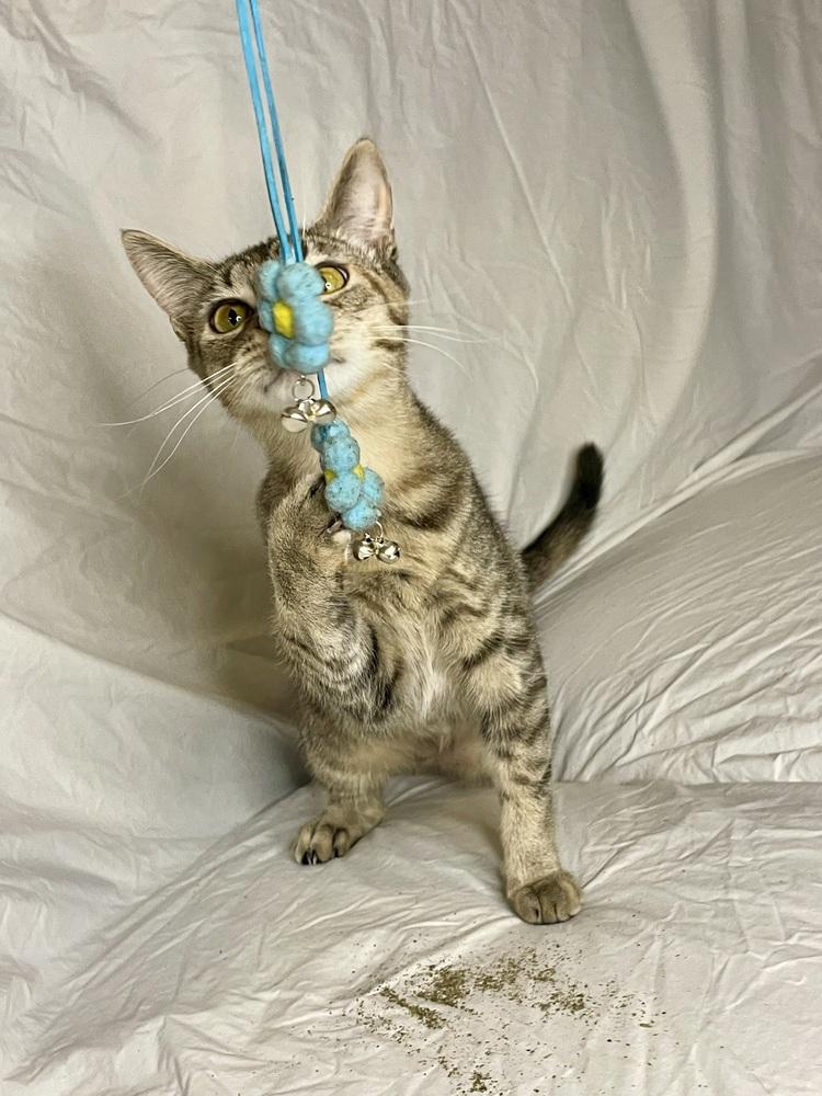 Arya, a Adoptable Domestic Short Hair in Saint Augustine, FL image 5/6