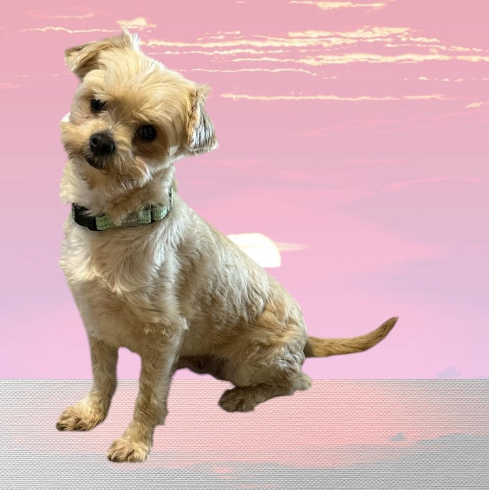 Enlarge North, a Adoptable mixed breed in Cheektowaga, NY image 1/1